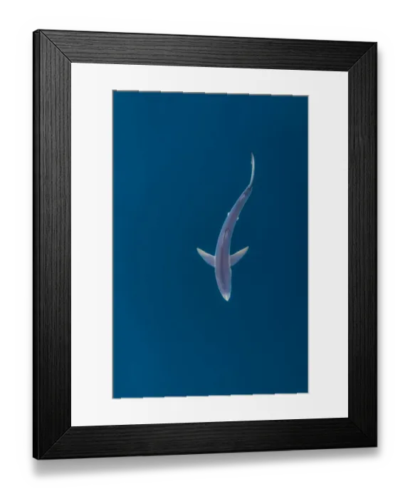 Framed Print : Blue shark (Prionace glauca) near the surface of the English Channel. Penzance, Cornwall Framed Print : Blue shark (Prionace glauca) near the surface of the English Channel. Penzance, Cornwall