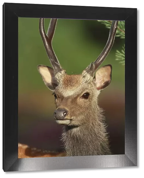 Sika Deer (Cervus nippon) head portrait, Arne, Dorset, England, UK. August