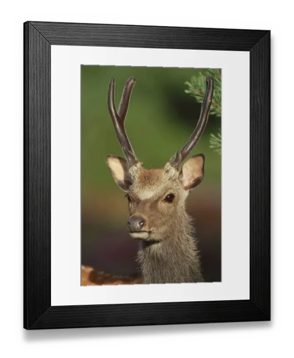 Framed Print : Sika Deer (Cervus nippon) head portrait, Arne, Dorset, England, UK. August Framed Print : Sika Deer (Cervus nippon) head portrait, Arne, Dorset, England, UK. August