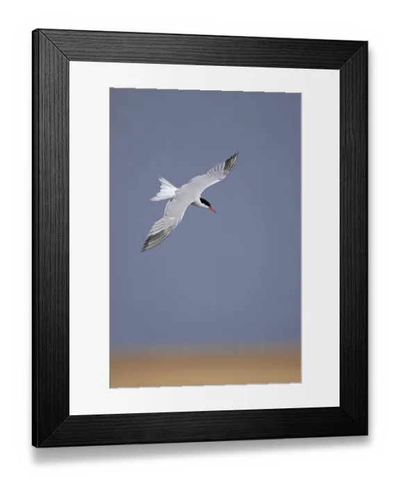 Framed Print : Common tern (Sterna hirundo) in flight, Norfolk, UK, August Framed Print : Common tern (Sterna hirundo) in flight, Norfolk, UK, August