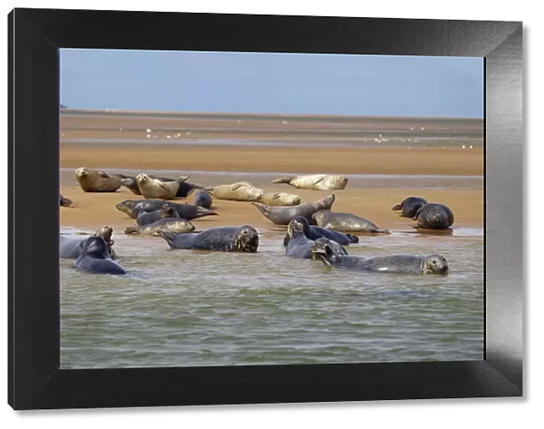 Common Seals (Phoca vitulina) hauled out on sand bank at Blakeney Point, Norfolk, England
