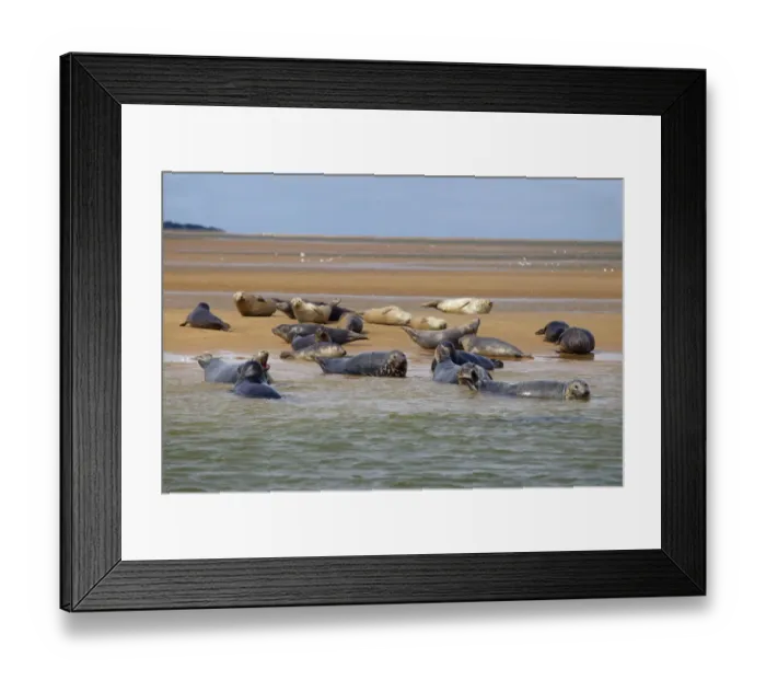Framed Print : Common Seals (Phoca vitulina) hauled out on sand bank at Blakeney Point, Norfolk, England