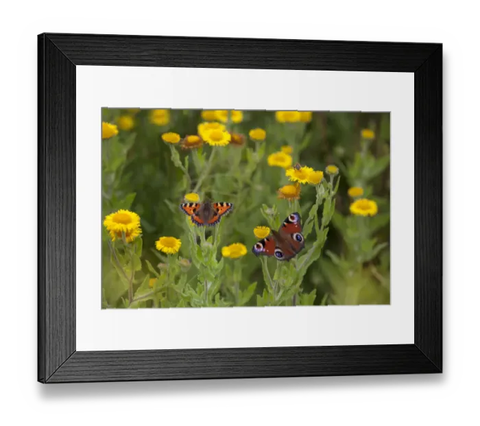 Framed Print : Small tortoiseshell butterfly (Aglais urticae) and Peacock butterfly (Inachis io) Framed Print : Small tortoiseshell butterfly (Aglais urticae) and Peacock butterfly (Inachis io)