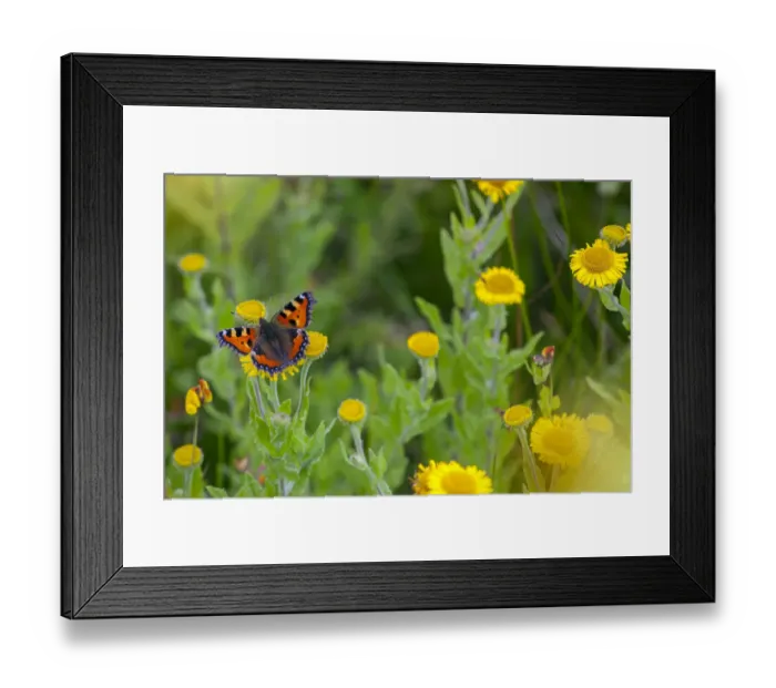 Framed Print : Small Tortoiseshell Butterfly (Aglais urticae) feeding on Common fleabane (Pulicaria Framed Print : Small Tortoiseshell Butterfly (Aglais urticae) feeding on Common fleabane (Pulicaria