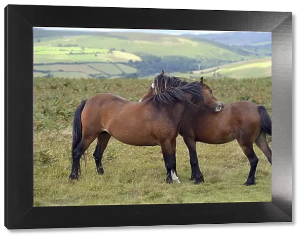 Welsh Ponies (Equus caballus) engaged in mutual grooming, Llanbedr Hill, Powys, Wales, August