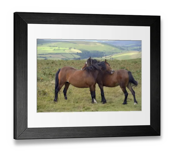 Framed Print : Welsh Ponies (Equus caballus) engaged in mutual grooming, Llanbedr Hill, Powys, Wales, August Framed Print : Welsh Ponies (Equus caballus) engaged in mutual grooming, Llanbedr Hill, Powys, Wales, August