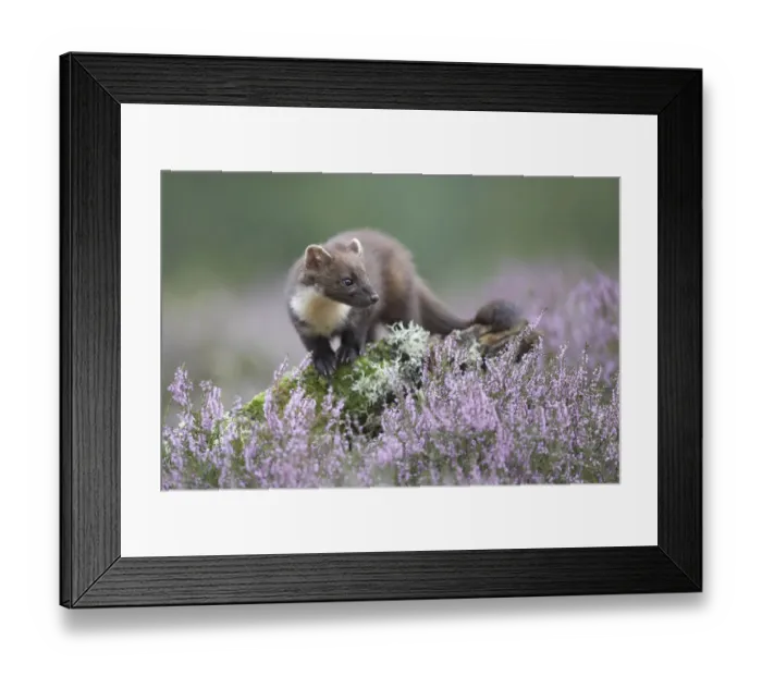 Framed Print : Pine marten (Martes martes) in heather, Cairngorms NP, Scotland, August Framed Print : Pine marten (Martes martes) in heather, Cairngorms NP, Scotland, August