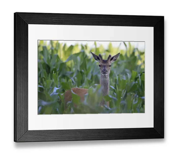 Framed Print : Red Deer (Cervus elaphus) male with new antler growth, Minsmere RSPB Reserve, Suffolk Framed Print : Red Deer (Cervus elaphus) male with new antler growth, Minsmere RSPB Reserve, Suffolk