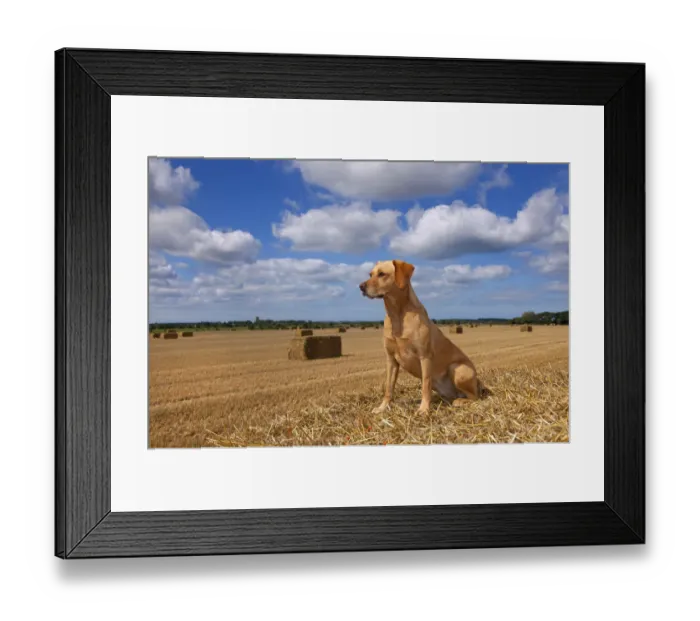 Framed Print : RF- Yellow Labrador retriever sitting in cornfield, UK, August Framed Print : RF- Yellow Labrador retriever sitting in cornfield, UK, August