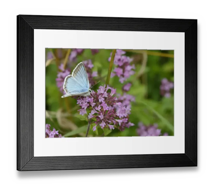 Framed Print : Male Chalkhill blue (Lysandra coridon) feeding on Wild marjoram flowers (Origanum Framed Print : Male Chalkhill blue (Lysandra coridon) feeding on Wild marjoram flowers (Origanum