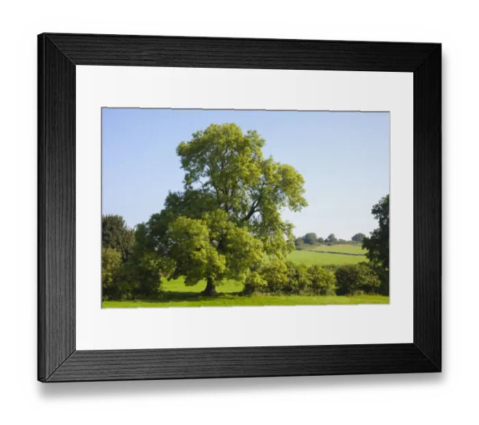 Framed Print : Ash Tree (Fraxinus excelsior) growing in a field. Peak DIstrict National Park, Derbyshire, UK Framed Print : Ash Tree (Fraxinus excelsior) growing in a field. Peak DIstrict National Park, Derbyshire, UK