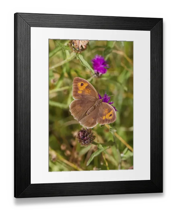 Framed Print : Female Meadow brown butterfly (Maniola jurtina) feeding on thistle, Lewisham, London, UK, August Framed Print : Female Meadow brown butterfly (Maniola jurtina) feeding on thistle, Lewisham, London, UK, August