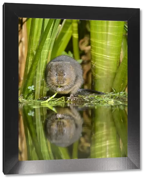Water vole (Arvicola amphibius) feeding at waters edge, Kent, UK, August