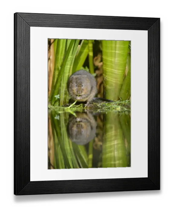 Framed Print : Water vole (Arvicola amphibius) feeding at waters edge, Kent, UK, August Framed Print : Water vole (Arvicola amphibius) feeding at waters edge, Kent, UK, August