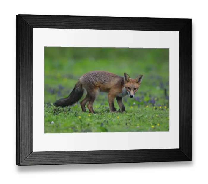 Framed Print : Fox cub (Vulpes vulpes) in late summer. Dorset, UK, August Framed Print : Fox cub (Vulpes vulpes) in late summer. Dorset, UK, August