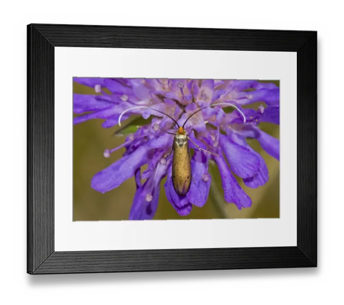 Framed Print : Brassy Longhorn Beetle (Nemophora metallica) feeding on Small Scabious, Hutchinsons Bank