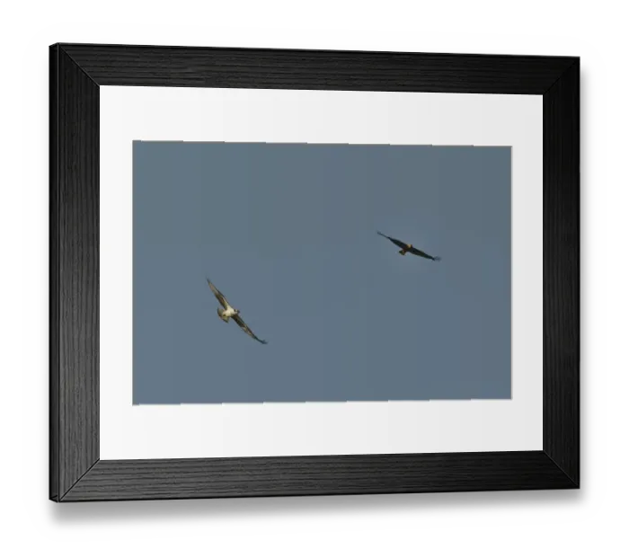 Framed Print : Territorial Osprey (Pandion haliaetus) chasing a migrant female Marsh Harrier (Circus Framed Print : Territorial Osprey (Pandion haliaetus) chasing a migrant female Marsh Harrier (Circus