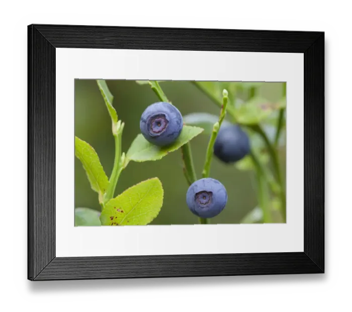 Framed Print : Bilberry (Vaccinium myrtillus), growing on moorland. Peak District National Park, Derbyshire, UK Framed Print : Bilberry (Vaccinium myrtillus), growing on moorland. Peak District National Park, Derbyshire, UK