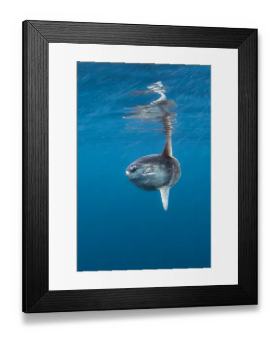 Framed Print : Sunfish (Mola mola) basking at the surface on summers day. Penzance, Cornwall Framed Print : Sunfish (Mola mola) basking at the surface on summers day. Penzance, Cornwall