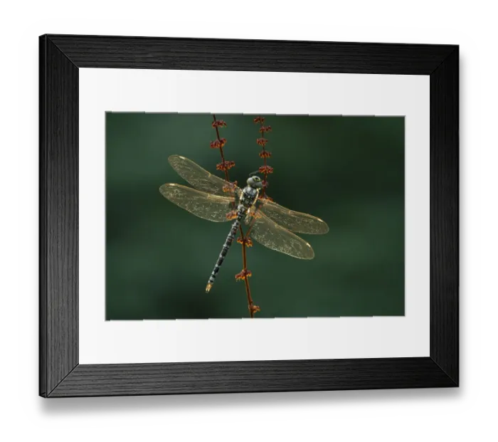 Framed Print : Southern hawker (Aeshna cyanea) resting, Somerset Levels, England, UK, August Framed Print : Southern hawker (Aeshna cyanea) resting, Somerset Levels, England, UK, August