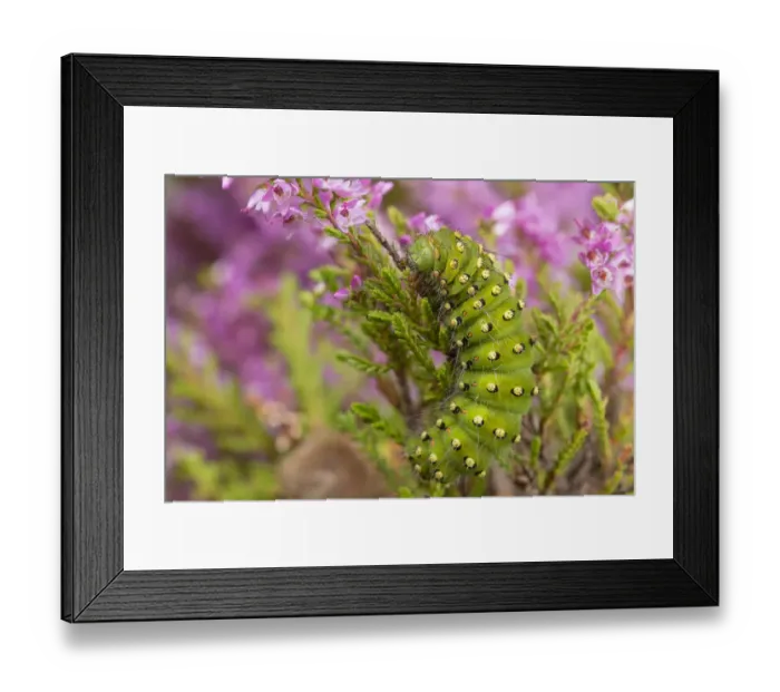 Framed Print : Emperor Moth (Saturnia pavonia) caterpillar feeding on Ling Heather (Calluna vulgaris) Framed Print : Emperor Moth (Saturnia pavonia) caterpillar feeding on Ling Heather (Calluna vulgaris)