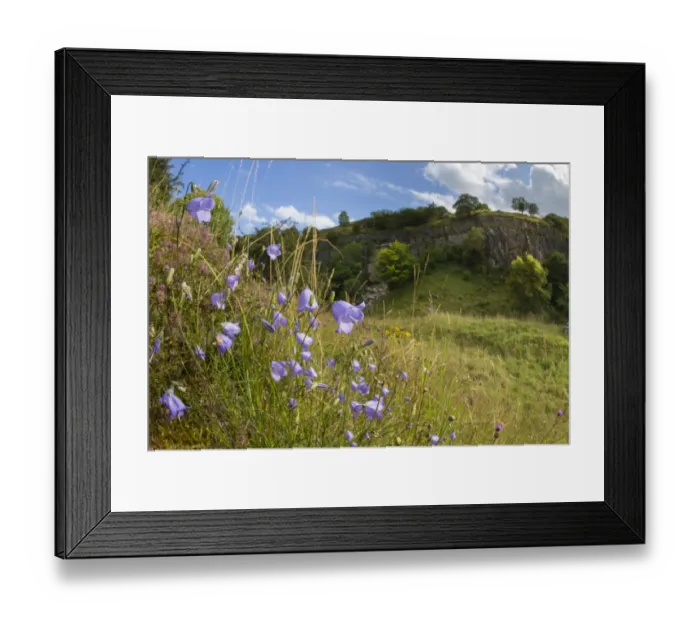 Framed Print : Harebells (Campanula rotundifolia) growing in disused limestone quarry Framed Print : Harebells (Campanula rotundifolia) growing in disused limestone quarry