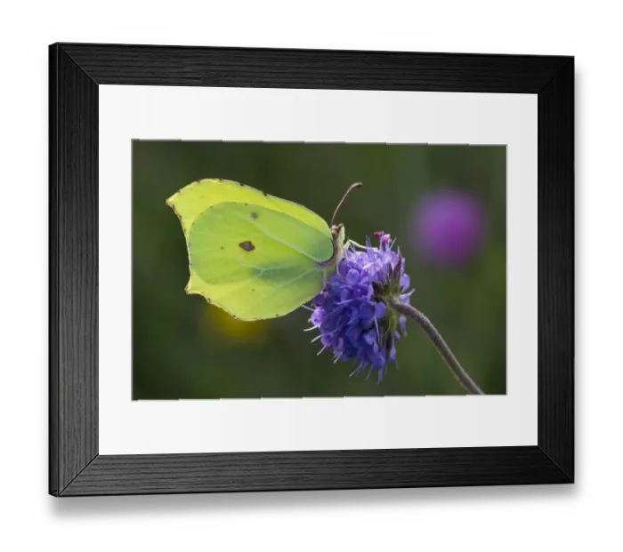 Framed Print : Brimstone butterfly (Gonepteryx rhamni) on Devil s-bit Scabious (Succisa pratensis) Framed Print : Brimstone butterfly (Gonepteryx rhamni) on Devil s-bit Scabious (Succisa pratensis)