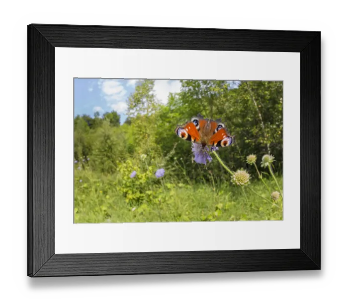 Framed Print : Peacock butterfly (Inachis io) feeding on Field Scabious (Knautia arvensis) in a disused Framed Print : Peacock butterfly (Inachis io) feeding on Field Scabious (Knautia arvensis) in a disused