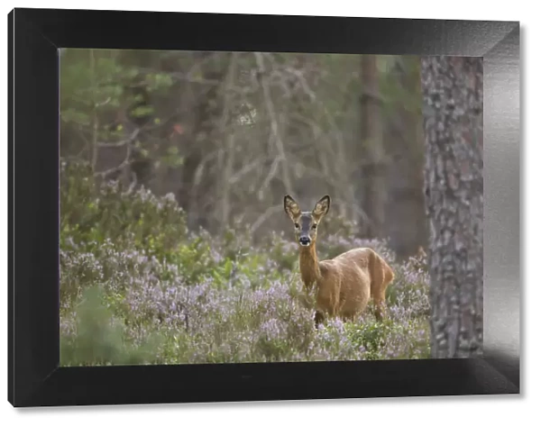 Roe deer (Capreolus capreolus) doe in Scots pine woodland, Cairngorms National Park