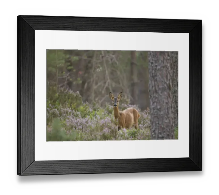 Framed Print : Roe deer (Capreolus capreolus) doe in Scots pine woodland, Cairngorms National Park Framed Print : Roe deer (Capreolus capreolus) doe in Scots pine woodland, Cairngorms National Park