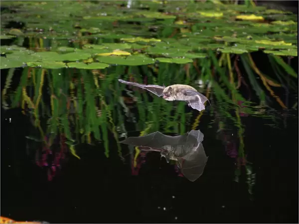 Pipistrelle bat (Pipistrellus pipistrellus) flying low over water. Surrey, England, August