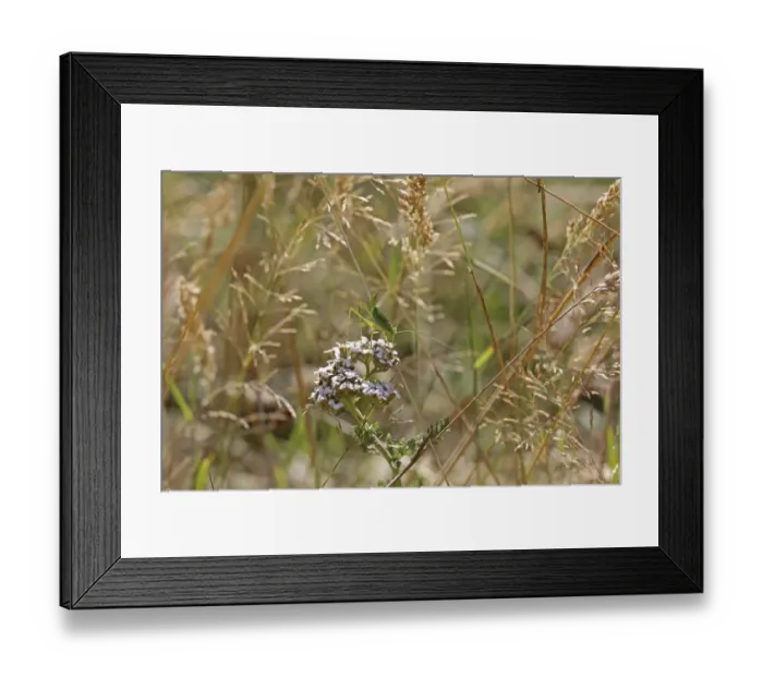 Framed Print : Speckled bush cricket (Leptophyes punctatissima) nymph. Surrey, England, August Framed Print : Speckled bush cricket (Leptophyes punctatissima) nymph. Surrey, England, August