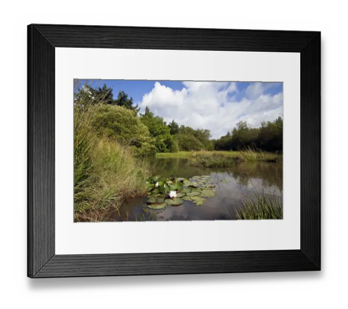 Framed Print : Small pond with aquatic and marsh plants, including European White Waterlily (Nymphaea alba) Framed Print : Small pond with aquatic and marsh plants, including European White Waterlily (Nymphaea alba)