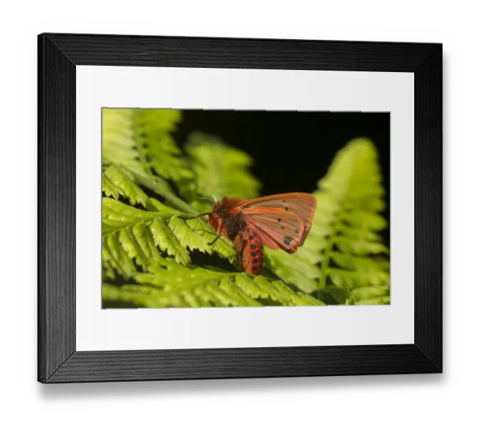 Framed Print : Ruby tiger moth (Phragmatobia fuliginosa) on fern, Sheffield, England, UK, August Framed Print : Ruby tiger moth (Phragmatobia fuliginosa) on fern, Sheffield, England, UK, August