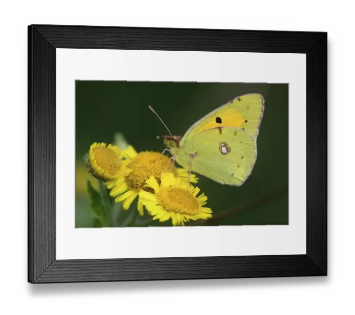Framed Print : Clouded yellow butterfly (Colias croceus) on Fleabane. Dorset, UK, August Framed Print : Clouded yellow butterfly (Colias croceus) on Fleabane. Dorset, UK, August