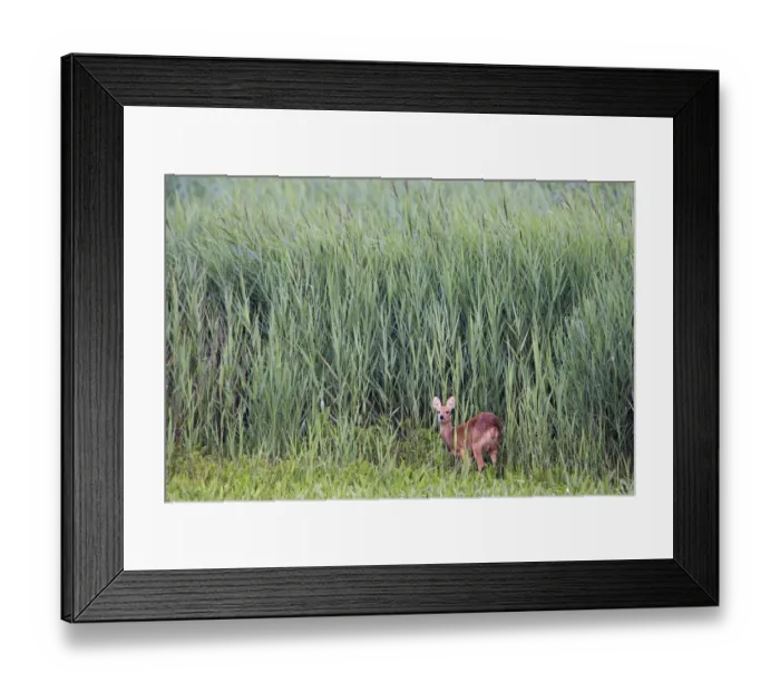 Framed Print : Female Chinese water deer (Hydropotes inermis) Cley, Norfolk, UK, August Framed Print : Female Chinese water deer (Hydropotes inermis) Cley, Norfolk, UK, August