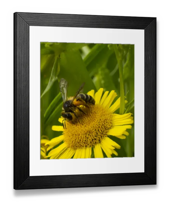 Framed Print : Honey bee (Apis mellifera) on Fleabane (Erigion eriginousus) Newport Marshes Reserve Framed Print : Honey bee (Apis mellifera) on Fleabane (Erigion eriginousus) Newport Marshes Reserve