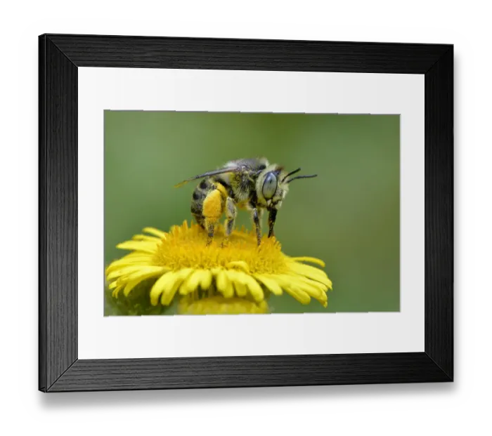 Framed Print : Mining bee / Little flower bee (Anthophora bimaculata) taking nectar and pollen Framed Print : Mining bee / Little flower bee (Anthophora bimaculata) taking nectar and pollen