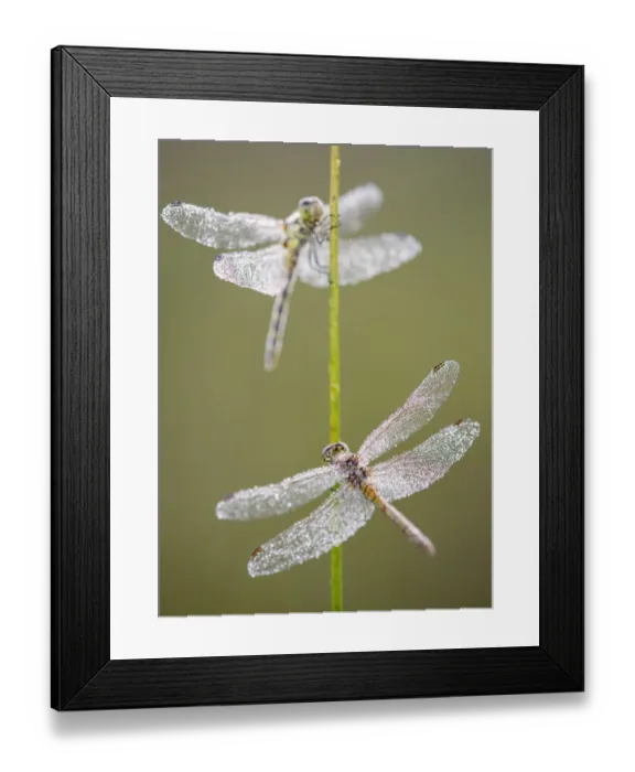 Framed Print : Common darter dragonflies (Sympetrum striolatum) females resting on reed, Dunsdon Nature Reserve Framed Print : Common darter dragonflies (Sympetrum striolatum) females resting on reed, Dunsdon Nature Reserve
