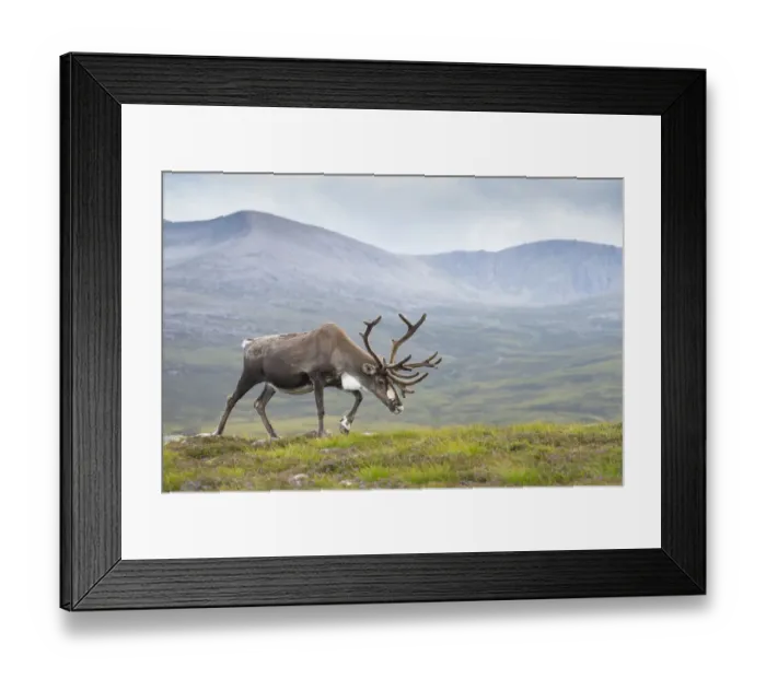 Framed Print : Reindeer (Rangifer tarandus) adult female, antlers in velvet, walking across upland moor Framed Print : Reindeer (Rangifer tarandus) adult female, antlers in velvet, walking across upland moor
