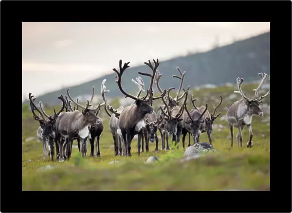 Reindeer (Rangifer tarandus) herd, antlers in velvet, walking across upland moor, Cairngorms