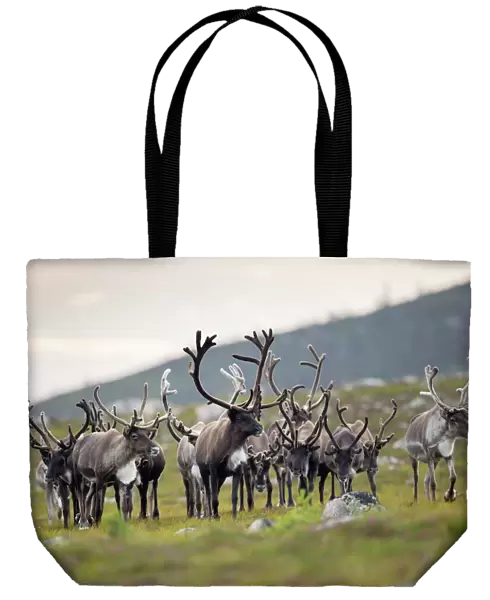 Reindeer (Rangifer tarandus) herd, antlers in velvet, walking across upland moor, Cairngorms