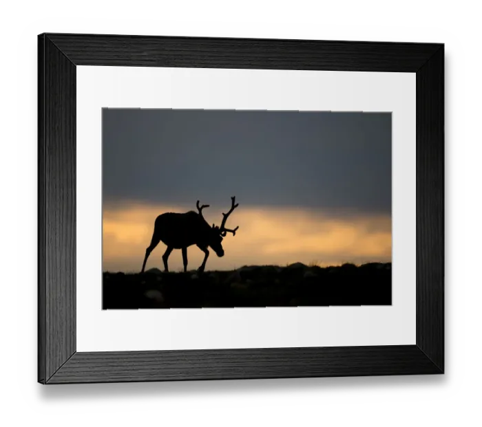 Framed Print : Reindeer (Rangifer tarandus) silhouetted against sky, walking across upland, Cairngorms Framed Print : Reindeer (Rangifer tarandus) silhouetted against sky, walking across upland, Cairngorms