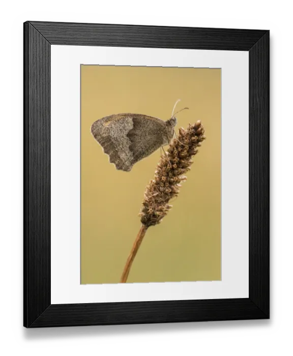 Framed Print : Meadow brown butterfly (Maniola jurtina), resting on grass head with wings closed Framed Print : Meadow brown butterfly (Maniola jurtina), resting on grass head with wings closed