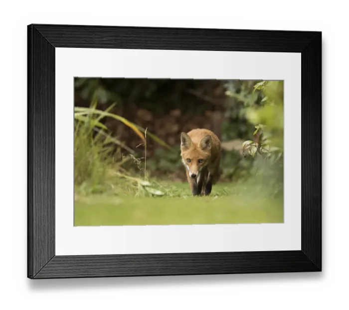 Framed Print : Fox (Vulpes vulpes) young in garden, Sheffield, England, UK, August Framed Print : Fox (Vulpes vulpes) young in garden, Sheffield, England, UK, August