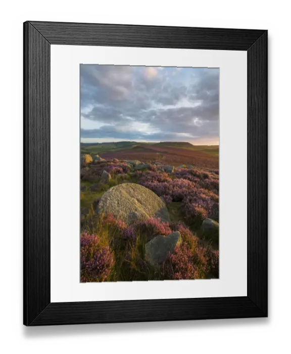 Framed Print : View towards Higger Tor from Over Owler Tor with heather in full bloom Framed Print : View towards Higger Tor from Over Owler Tor with heather in full bloom