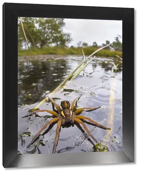 Raft Spider (Dolomedes fimbriatus) female on heathland pool