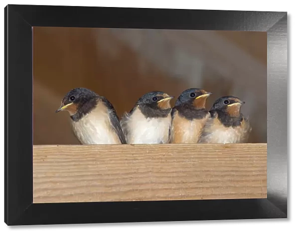 Swallows (Hirundo rustica) group of four chicks waiting to be fed, Norfolk, England, UK, August
