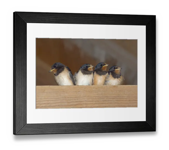 Framed Print : Swallows (Hirundo rustica) group of four chicks waiting to be fed, Norfolk, England, UK, August Framed Print : Swallows (Hirundo rustica) group of four chicks waiting to be fed, Norfolk, England, UK, August