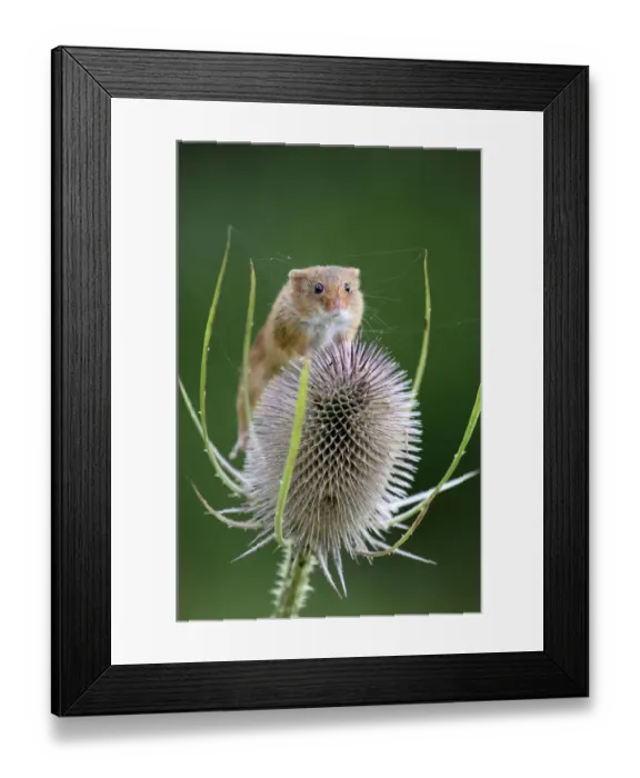 Framed Print : Harvest mouse (Microymys minutus) on teasel seed head. Dorset, UK August. Captive